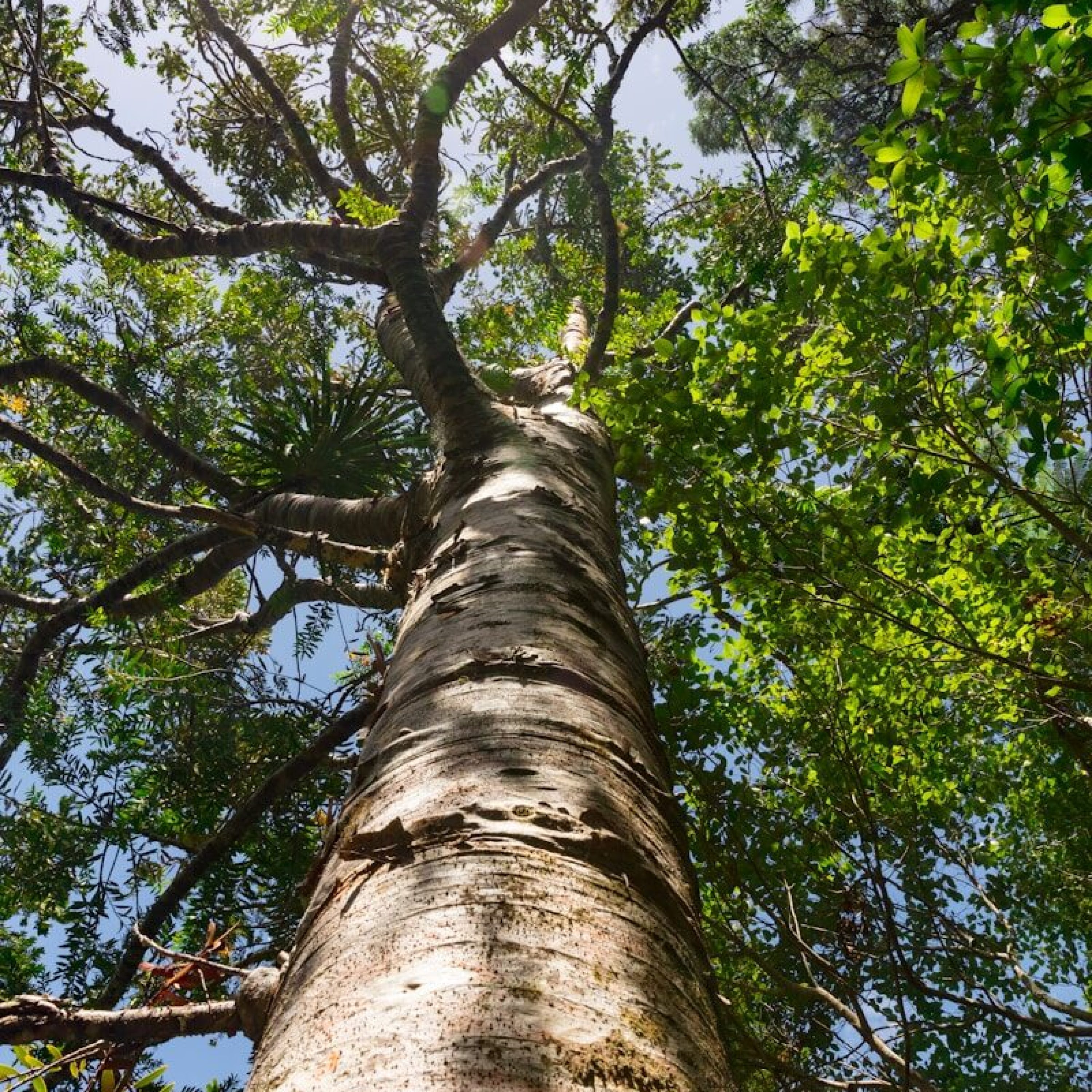 low-angle photography of green-leafed tree