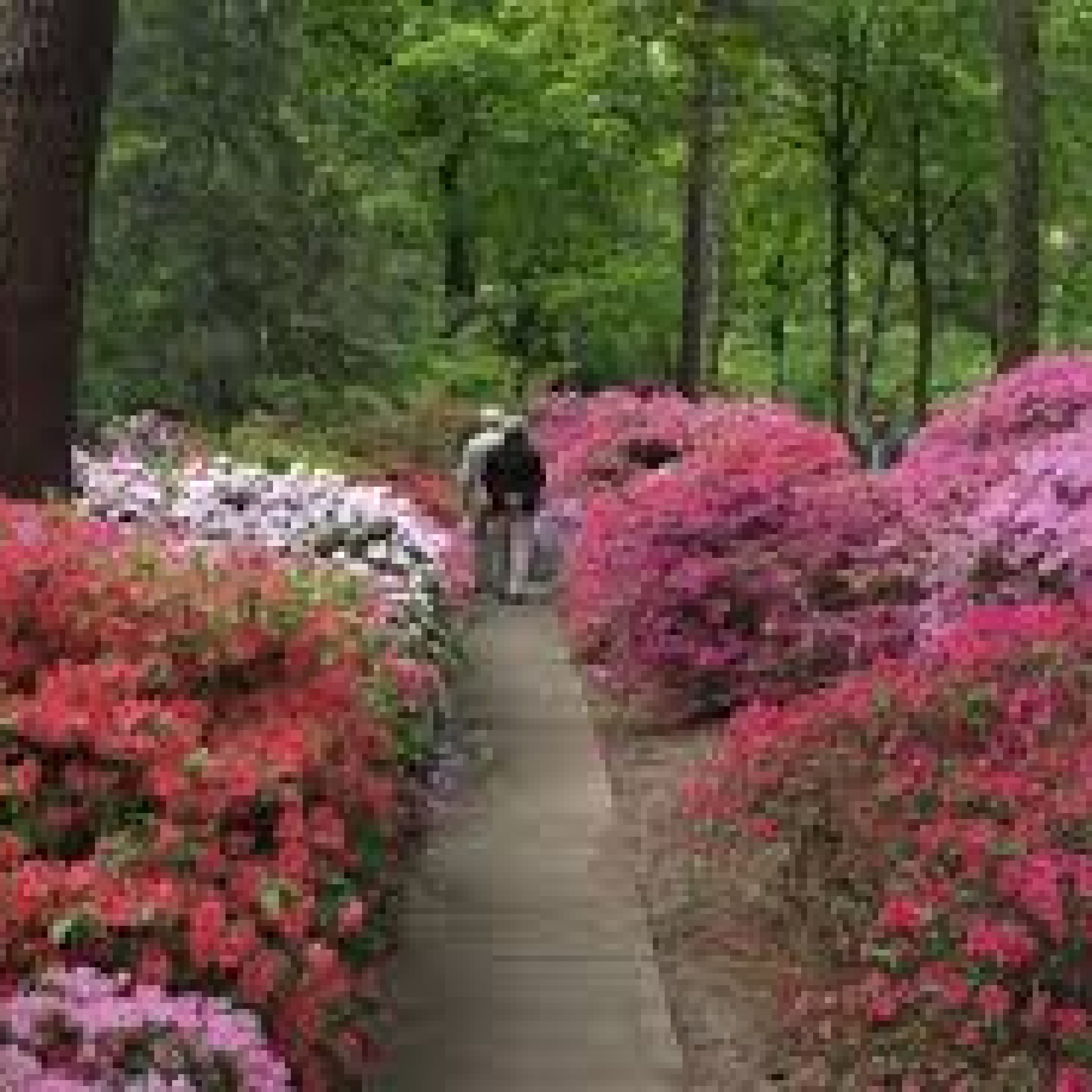 Rhododendronpark Bremen